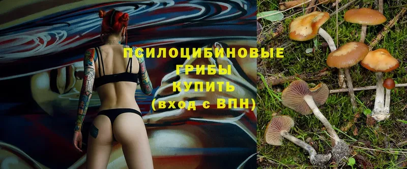 Галлюциногенные грибы Psilocybe  Артёмовский 